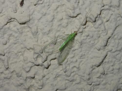 Chrysoperla sp.